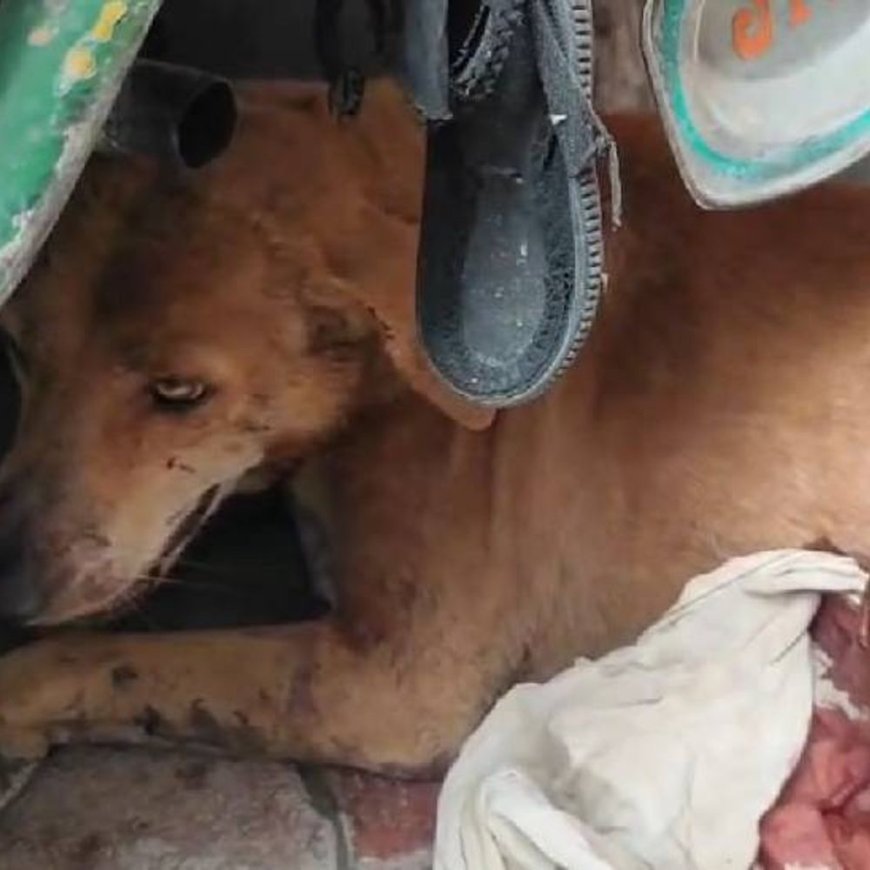 झांसी में चाकू घोंपकर डॉग को मार डाला:नगर निगम का कर्मचारी है आरोपी, वीडियो वायरल होने पर पुलिस ने पकड़ा
