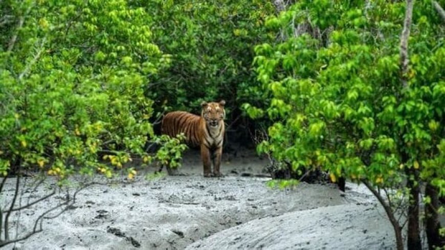 লোকালয়ে বাঘের আনাগোনা, রুখতে নতুন জাল দিয়ে ঘেরা হবে সুন্দরবন ব্যাঘ্র প্রকল্প