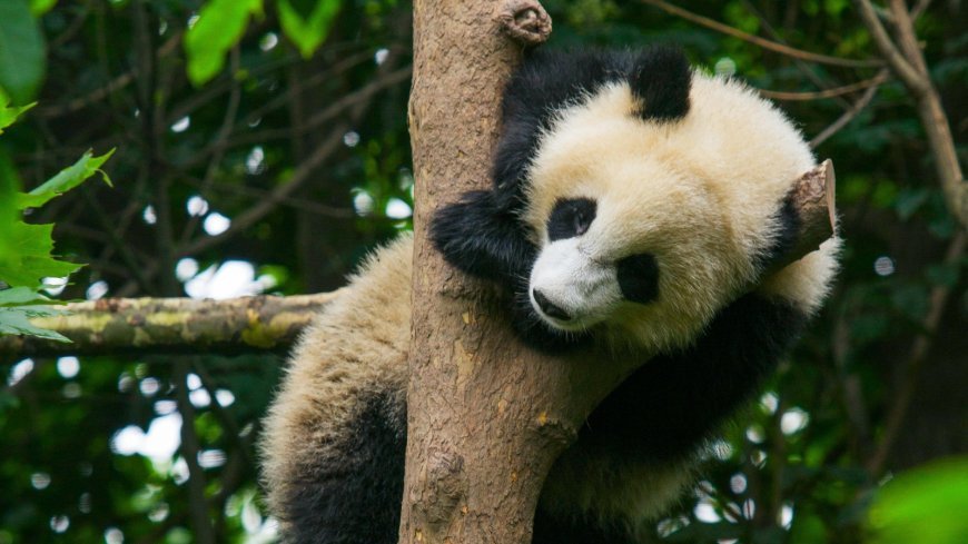 Animals that love to relax all day