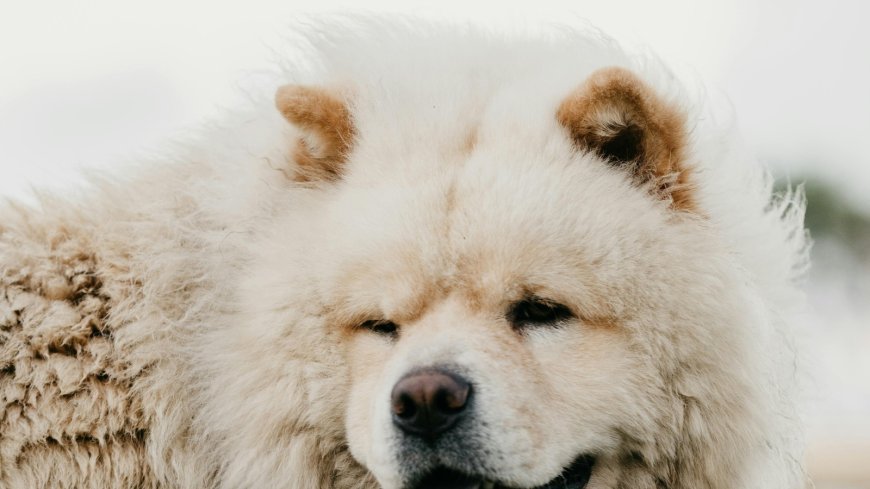 Best low-energy dogs perfect for apartment life