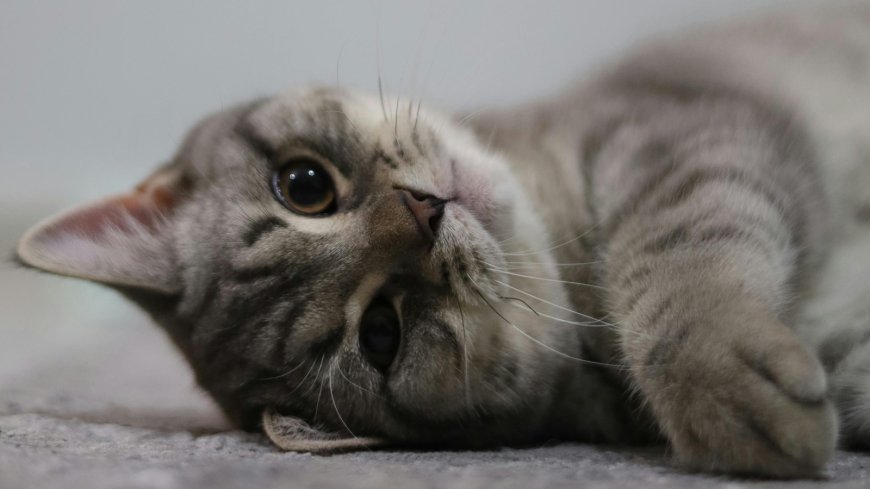 Cat breeds that adapt well to small spaces