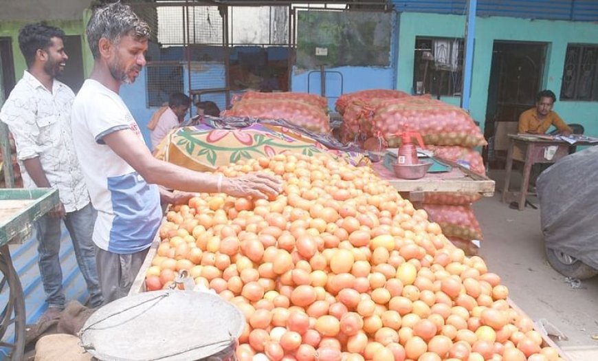 मुरादाबाद: टमाटर पर माैसम की मार, लागत भी न निकलने से किसान लाचार, प्रित एकड़ 40 हजार का नुकसान