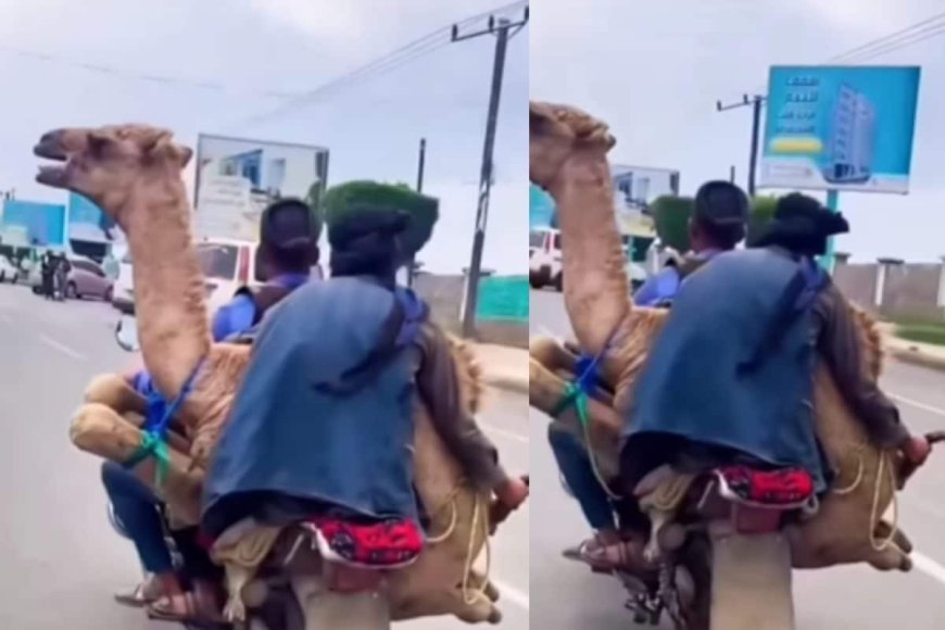 मोटरसाइकिल पर ऊंट को ले जाते दिखे दो शख्स, लोगों ने ली जमकर क्लास!
