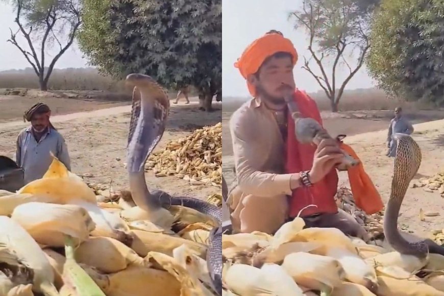 किसानों के बीच आकर बैठ गया कोबरा, बुलाना पड़ा सपेरा, बजाने लगा बीन!