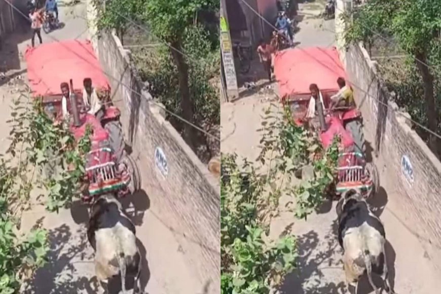 सामने आ गया ट्रैक्टर, तो सांड ने सींग से किया हमला, फिर जो हुआ...