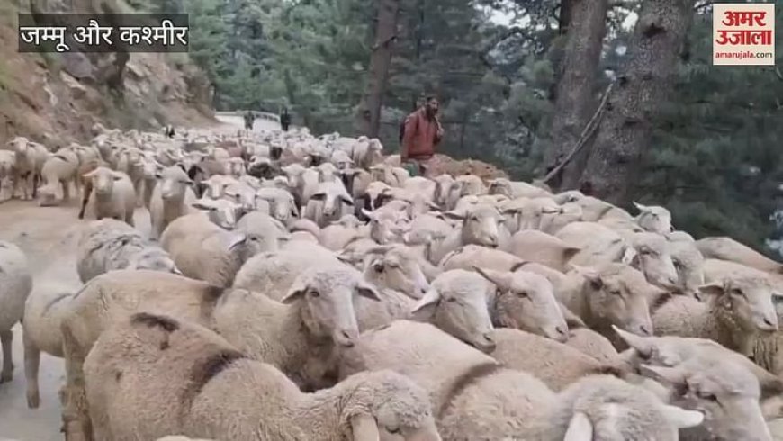 पहलगाम हमले का असर; बकरवाल बोले-'हमारे जानवर भूखे हैं, रास्ता खोलिए सरकार
