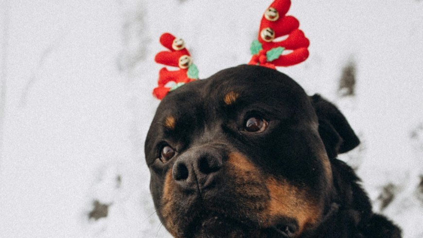 Rottweiler facts every dog lover should know