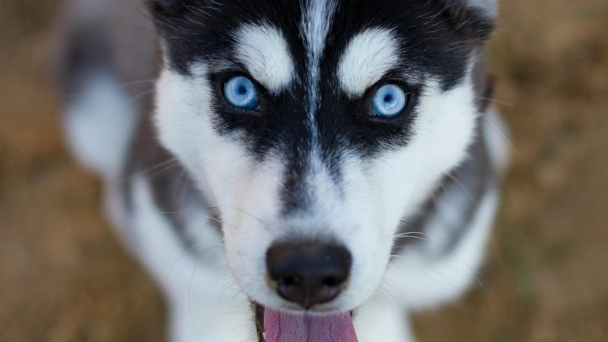 Labrador or Husky: Which is better for first-time owners?