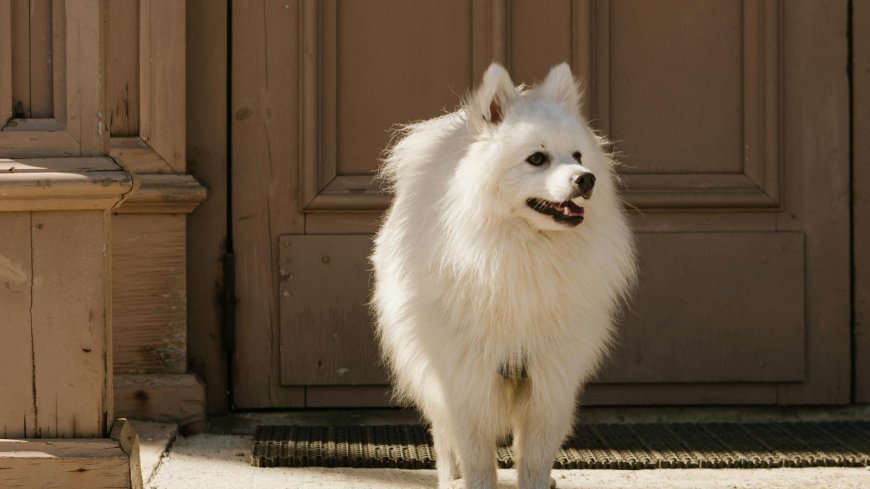 Fluffy dog breeds that look like foxes