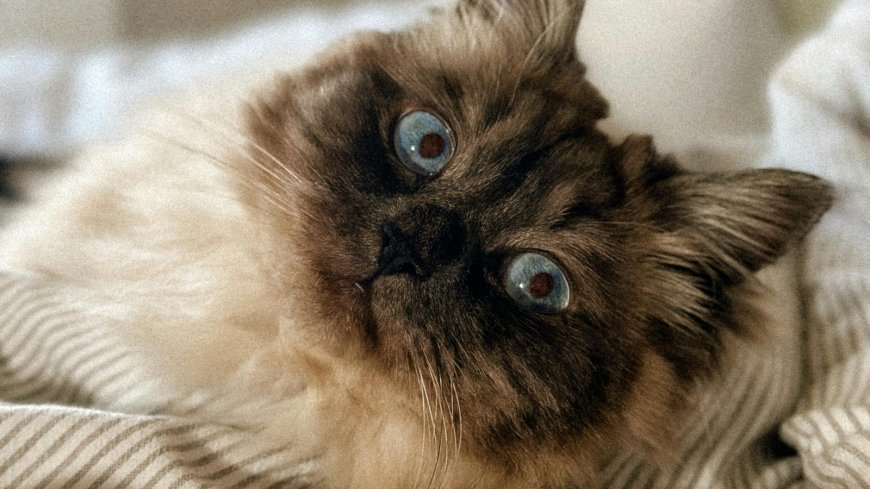 Cat breeds that just can’t stop sleeping
