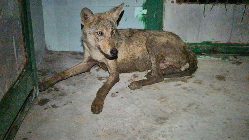 यूपी: साल भर बाद बहराइच में फिर जिंदा हुआ लंगड़े भेड़िए का खौफ, एक के बाद एक लगातार हो रहीं घटनाएं
