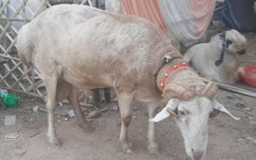 Lucknow: 2 लाख का दुम्बा ''लाला'' बकरा बना बाजार का सितारा, ‘अल्लाह’ नाम वाले बकरे पर भी उमड़ी भीड़