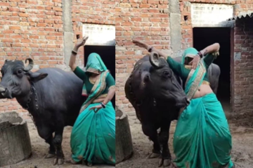 भैंस के पास गई महिला, चिपक कर किया ऐसा काम, घूर-घूर कर देखने लगा बेजुबान!