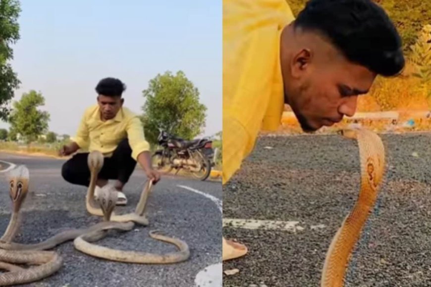 जहरीले सांप को देखते ही बेसब्र हो जाता है युवक, होंठों से करता है 'टच'