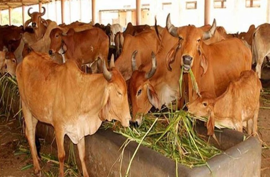 सरकारी विभागों के दोहरे मापदंड,गोशालाओं को बिजली में अनुदान और पानी में चार गुणा वसूली