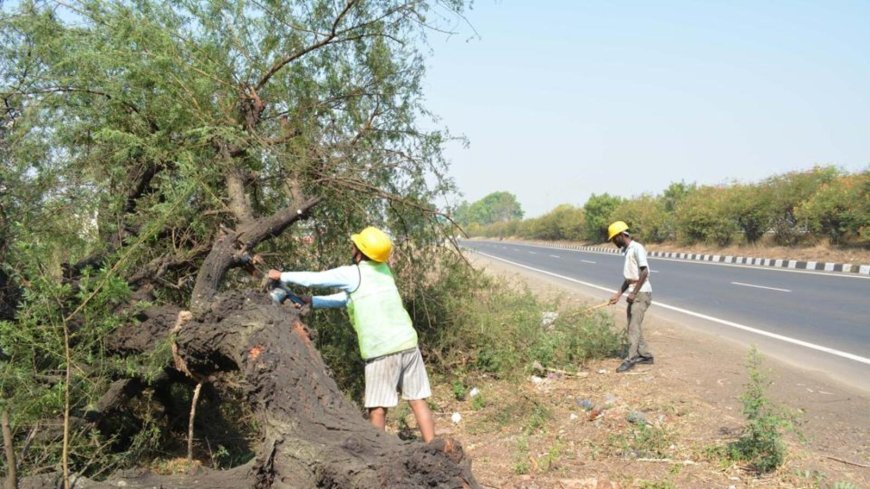 Govt plans to replenish green cover, plant 100 million trees in state