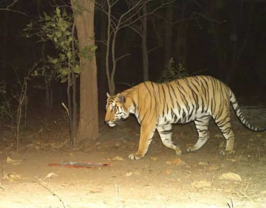 Tiger sighting sparks push for new sanctuary in Ratanmahal