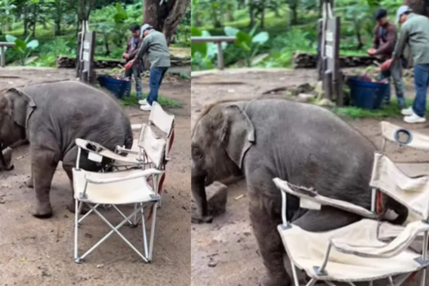 Viral Video Of Baby Elephant Trying To Sit On Chair Like A Human Is ‘So Innocent’