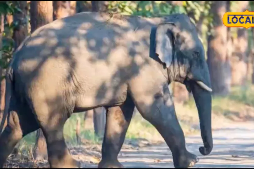 Mumbai Trust Donates Elephant To Guruvayur Temple Amid Strict Ban