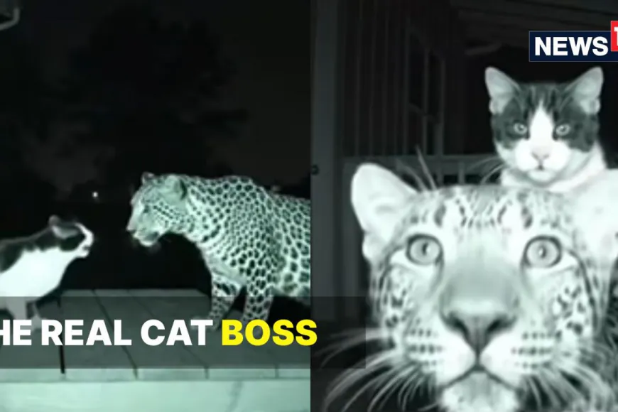 Internet Can’t Handle This Cat Riding A Leopard: ‘Billi Mausi For A Reason’ | Video