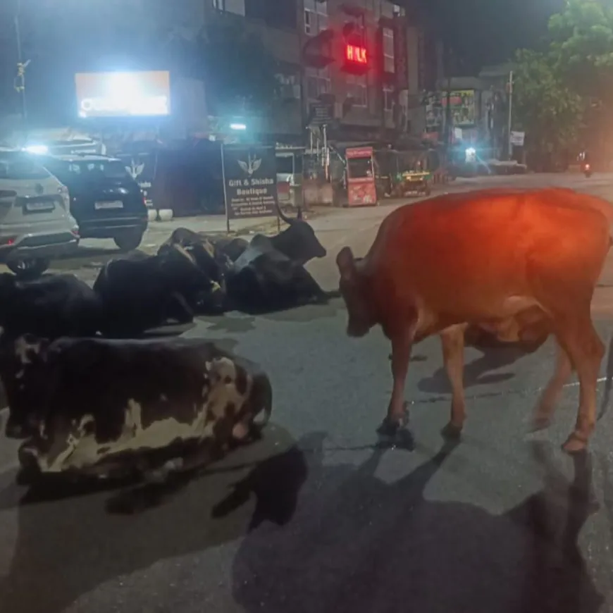 सड़क पर पशु बन रहे खतरा