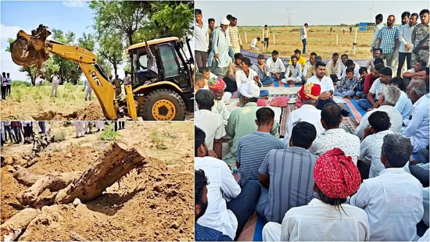 Barmer: खेजड़ी पेड़ों को काटकर जमीन में दबाया, JCB से निकलवाए; विधायक भाटी बोले- ट्रक भरकर प्रशासन को सौंपेंगे