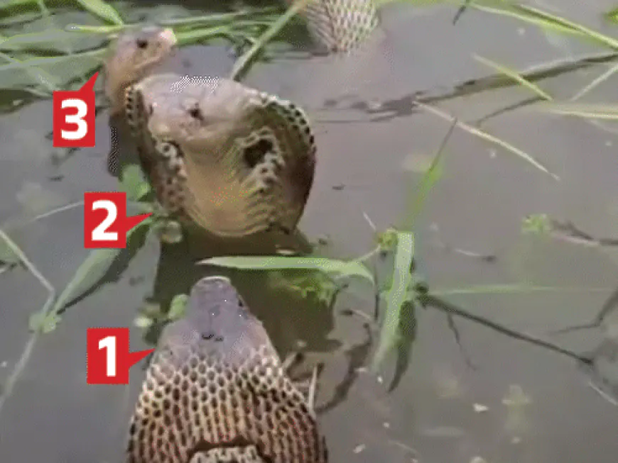 चंदौली में 4 किंग कोबरा, फुफकारते दिखे:महिला ने बनाया VIDEO,बिजनौर में नदी में बही स्कार्पियो; सबसे बड़ा बांध ओवरफ्लो