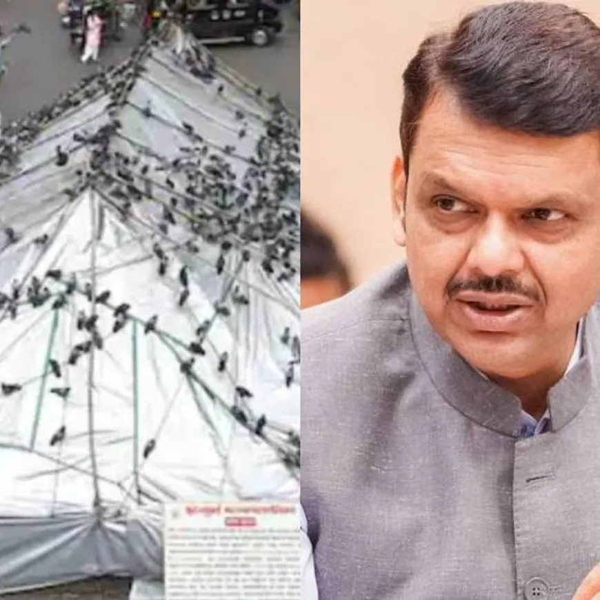 कबुतरखाना अचानक बंद करणे योग्य नाही:पर्यायी व्यवस्था होईपर्यंत कंट्रोल फीडिंग, तांत्रिक पद्धतीने स्वच्छता करण्याचे CM चे निर्देश